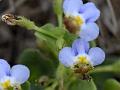 Tiny Bog-Herb